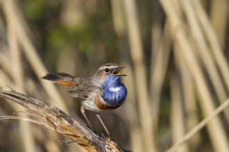 Bluethroat, Luscinia svecica, bluethroat