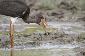 Young black stork with prey