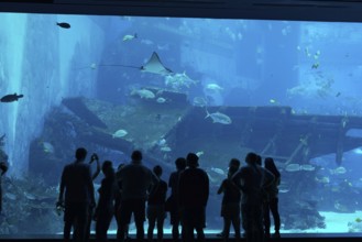Silhouette of people in front of huge aquarium with stingray and fishes on Sentosa island,