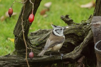 Crested tit with food in beak sitting on tree stump with red rose hips looking right