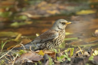 Juniper thrush standing at the water's edge, looking right