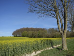 Single tree in front of a large yellow rape field, billerbeck, münsterland, germany