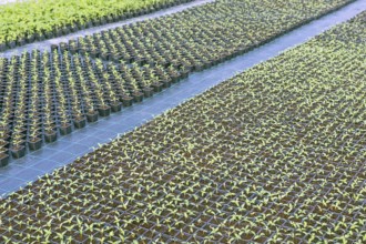 Baby plants growing inside of pots greenhouse nursery