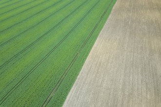 Rapeseed green field in spring, Agricultural land, Aerial View