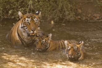 Wild Indian or Bengal tigress with two young cubs cooling off in a waterhole on a hot summer day in