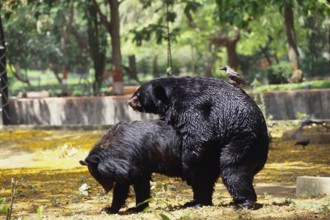 Bears mating melursus ursinus crow on back