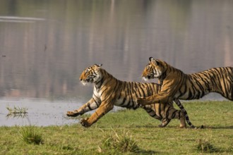Bengal tiger in Ranthambhore national park, rajasthan, India, Asia