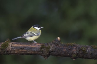 Great tit on tree branch