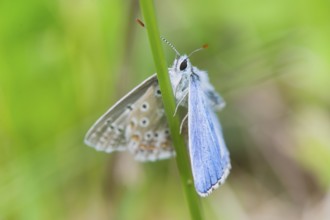 Blue butterfly Celastrina argiolus in nature environment