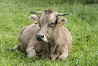 Original Brown Swiss lying on the grass
