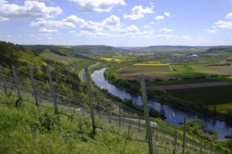 Landscape and vineyards near Stetten with a view of the Main valley, Main-Spessart district, Lower