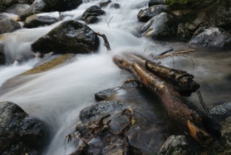 River of mountain crossing a forest. Long exposure shot