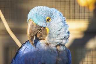 Blue parrot with large beak in front of a grid in the sunlight, Straubing Zoo, Lower Bavaria