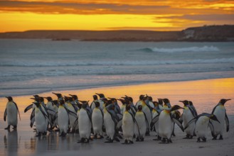King penguins (Aptenodytes patagonicus), in the morning light on the beach, Volunteer Point,