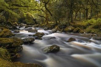 An idyllic autumn forest woodlands scene with a river fowing through it over rocks and boulders
