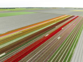 Aerial view of a beautiful landscape filled with colorful tulips
