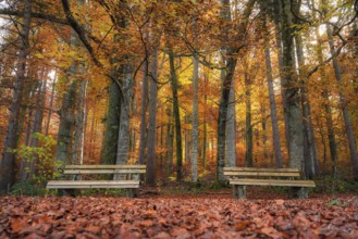 Fall scenery with two wooden benches on a carpet of autumn leaves, in a colorful deciduous forest,
