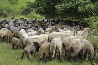 Flock of sheep