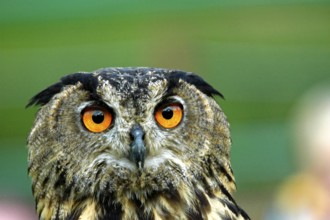 European eagle owl (Bubo bubo), captive, Germany, Europe, eagle owl, falconry Neunkirchen,