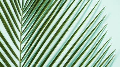 Palm leaves close up on pastel blue background. Tropical palm leaves top view or flat lay. Copy