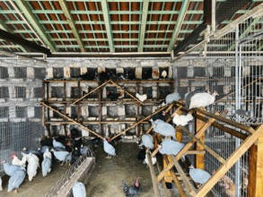 Guinea fowls and chickens sit on perches in a chicken coop.