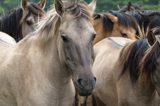 The Dülmen horses live wild near Dülmen, in the Merfelder Bruch nature reserve in North