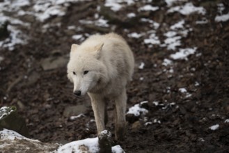 Laura Dick Pelm, Kasselburg, Rhineland-Palatinate, polar wolves, wolf feeding on 04.01.2025 in the