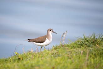 Common sandpiper (Actitis hypoleucos), in vegetation at the water's edge, Schleswig-Holstein Wadden