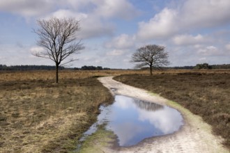 Sandy path with puddle in the North Brabant nature reserve the Regte Heide near Goirle
