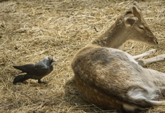 Crow Collects Wool for a Nest from the Dorsum of a Deer Varna, Bulgaria, Europe