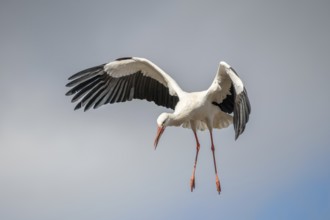 White stork (ciconia ciconia) in flight in a village in late winter