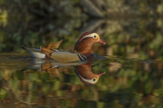 Beautiful Mandarin Duck swimming on the water. France