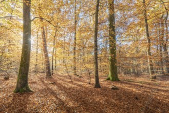 Mountain forest in autumn with orange and yellow foliage. Vosges, France, Europe