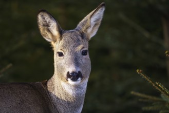 Roe deer in a spruce forest, Capreolus capreolus. Wild roe deer in nature