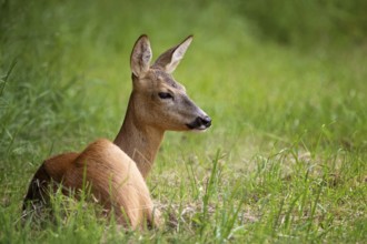 Roe deer in the forest, Capreolus capreolus. Wild roe deer in nature