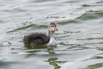 Eurasian Coot Chick (Fulica atra) Swimming