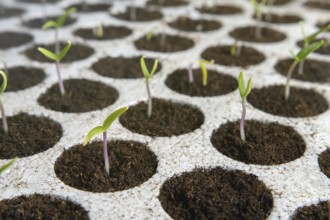 Closeup seedlings potted in peat tray. Young seedlings in springtime. New life