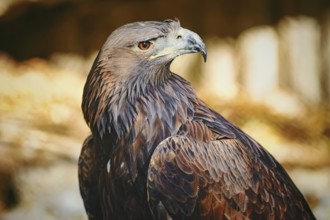 Close up Portrait of Golden Eagle (Aquila Chrysaetos Canadensis) Varna, Bulgaria, Europe