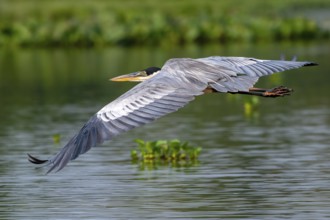 Cocoirei heron (Ardea cocoi), flying, in flight, Pantanal, inland, wetland, UNESCO Biosphere