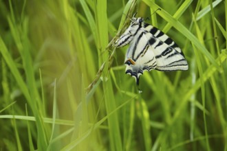 scarce swallowtail (Iphiclides podalirius), one of the largest butterflies, freshly hatched,