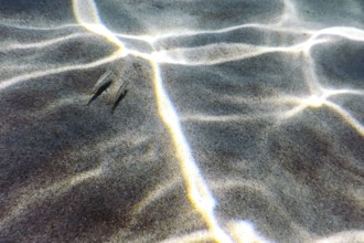 Sandy bottom, fish swimming underwater
