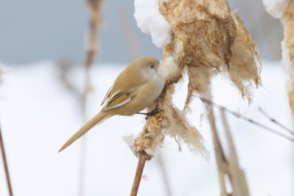 Cute little bird, Bearded tit, female Bearded reedling (panurus biarmicus)