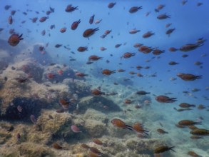 Sea Life Underwater Rocks Sunlight, Underwater Life, wildlife