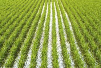 Green field, Asia paddy field