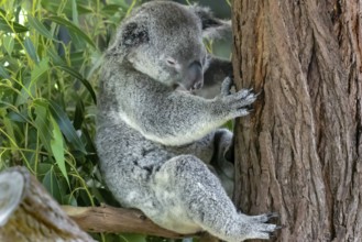 Australian koala bear in a eucalyptus tree in Queensland