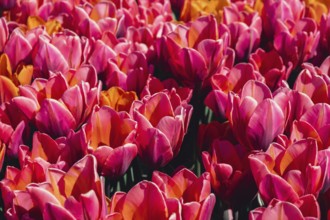 Pink Tulip flowers blooming in the garden field landscape. Beautiful spring garden with many red