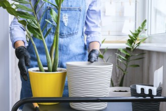 Gardener woman transplants indoor plants and use a shovel on table. Zamioculcas Concept of plants