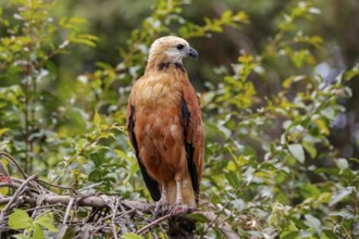Close-up of a Black-collared hawk perched on a branch against green background, looking to the