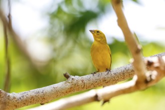 Saffron Finch perched on a bare tree branch against bright natural background, Pantanal Wetlands,