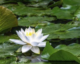 Closeup of a white water lilly blossom in a pond